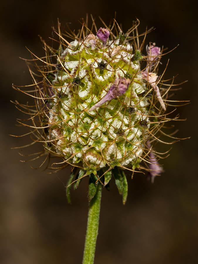 Sixalix atropurpurea  / Vedovina marittima